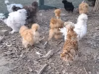 Danish hen — picha 5