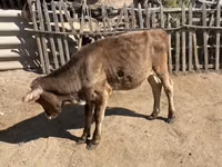 गाय, मवेशी — फ़ोटो 7