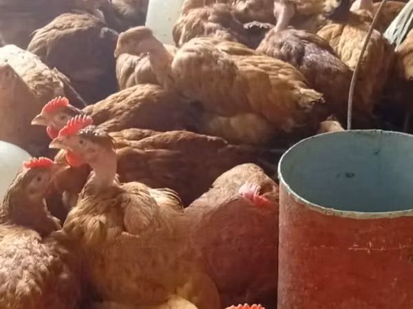 Chickens