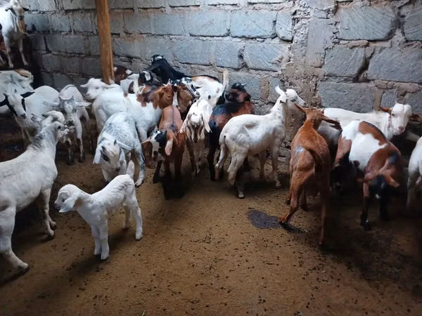 Cabras (lote, sexo no especificado), Cabras