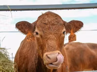Cow, Aberdeen-Angus — photo 2