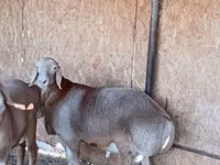 Ram, Arashan sheep — photo 6