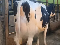 Kuh, Holstein-Rasse — Foto 2