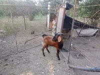 बकरा, Nubian Goat — फ़ोटो 1