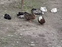 Ducks — الصورة 1