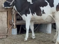 Cow, Holstein breed — photo 2