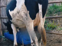 Ng'ombe jike, Banda la Holstein — picha 5