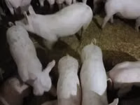 मादा सूअर — फ़ोटो 1