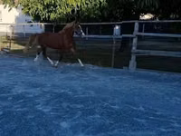 Farasi dume, Welsh Cob — picha 6