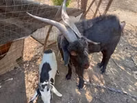 बकरा, Nubian Goat — फ़ोटो 2
