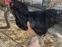 Ameraucana — photo 3