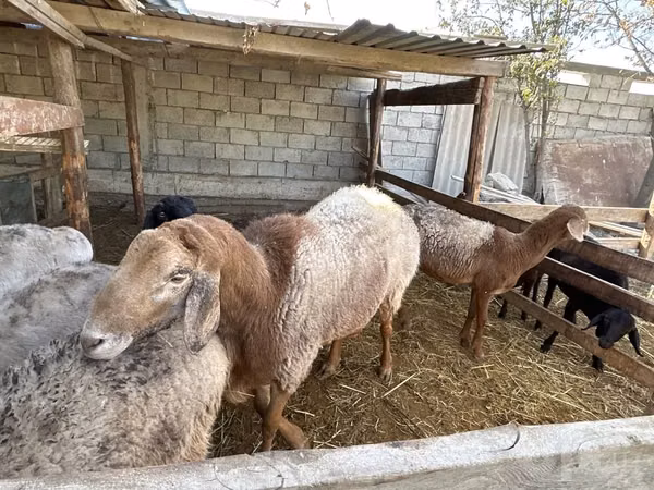 Ram, Arashan sheep