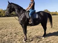 घोड़ा, Nonius horse — फ़ोटो 2