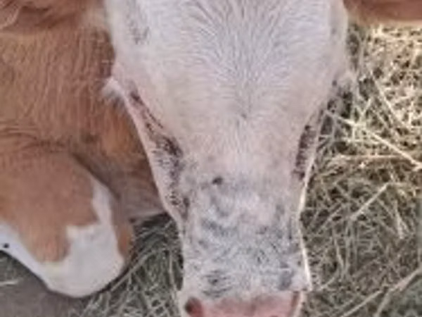 Ng'ombe dume, Simmental cattle