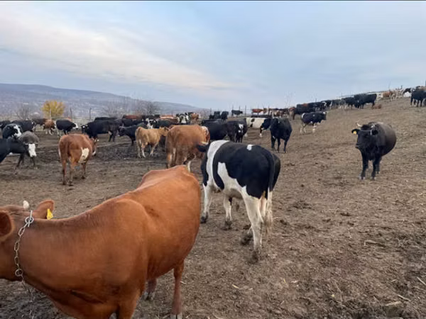 Bull, Russian Black pied cattle
