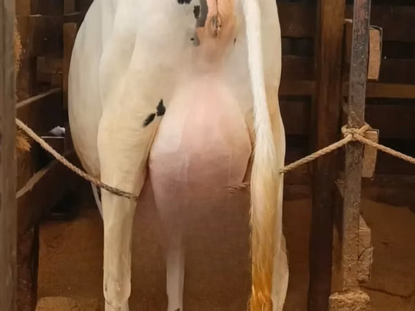 Kuh, Holstein-Rasse — Kenia