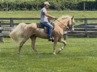 Farasi dume, Rocky Mountain Horse — picha 1