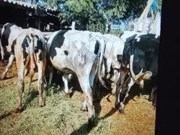 Bull, Russian Black pied cattle
