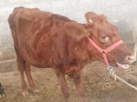 Kuh, Red Estonian cattle — Foto 1