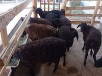 Oveja, Tajik sheep — foto 2