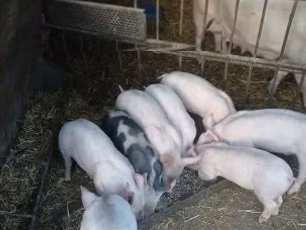 Pigs (batch, sex not specified), Pigs