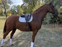 Caballo, Gidran — foto 3