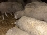 मेढ़ा, Ile-de-France sheep — फ़ोटो 2