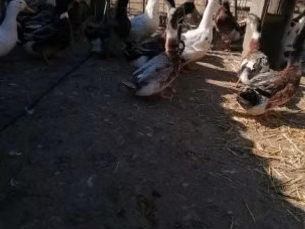 روان