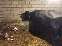母牛, Simmental cattle — 照片 1