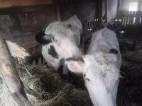 Cow, Holstein breed — photo 1