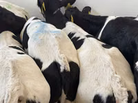 Rinder (Partie, Geschlecht nicht angegeben), Simmental cattle — Foto 7