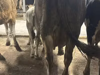 Ng'ombe jike, Ukrainian Brown Dairy Cattle — picha 4