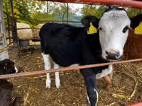 Ng'ombe (kikundi, jinsia haijatajwa), Ng'ombe wa Limousin — picha 3
