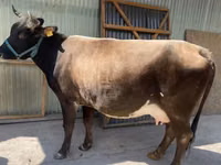 母牛, Holstein breed — 照片 1