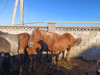 Mare, Kazakh horse — photo 5