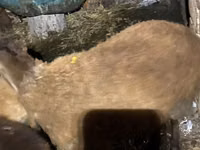 Dume la kondoo, Shirvan sheep — picha 6