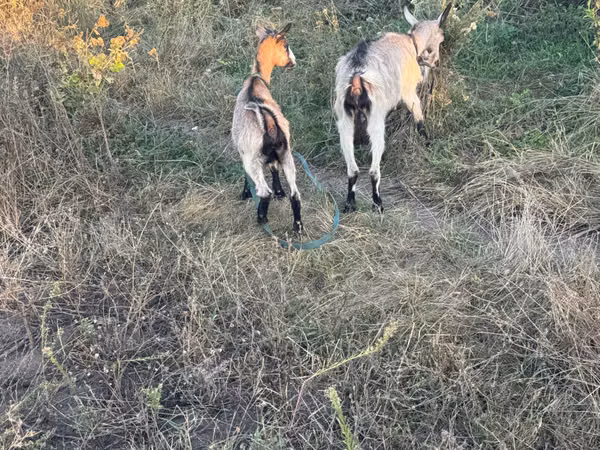 Ziege, Ziegen