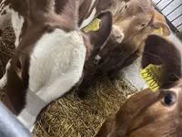 Cow, Cattle — photo 4