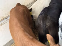 Rinder (Partie, Geschlecht nicht angegeben), Simmental cattle — Foto 6