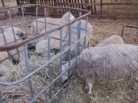 Dume la kondoo, Cerry Hill sheep — picha 1