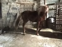خيول (دفعة، الجنس غير محدد), Russian Don — الصورة 1