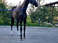 Farasi dume, Akhal-Teke — picha 4