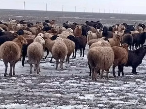Баран, Бараны