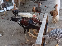 Chickens — picha 5