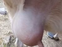 बकरी, Saanen goat — फ़ोटो 1