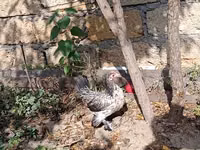 जापानीज़ बैंटम — फ़ोटो 2