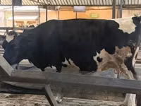 Cow, Holstein breed — photo 2