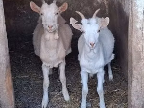 Mbuzi (kikundi, jinsia haijatajwa), Mbuzi