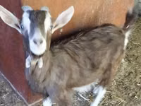 تيس, Toggenburg goat — الصورة 2