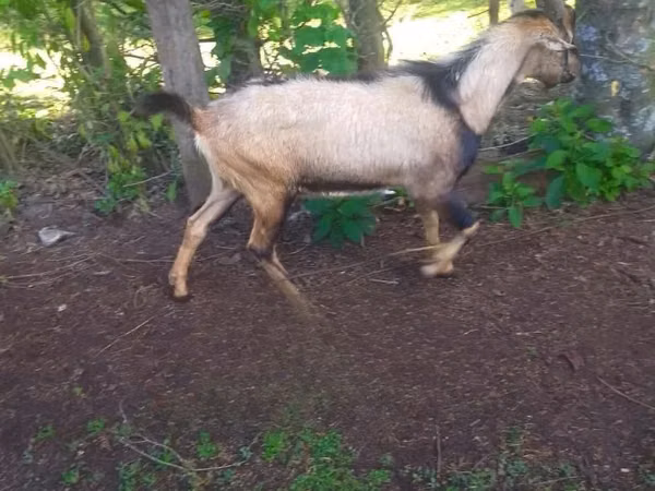 Mbuzi dume, Alpine goat